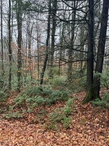 a view of a yard with a tree