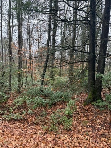 0 Wendell Depot Road Orange, MA 01364 - Photo 5 of 9 a view of a yard with a tree