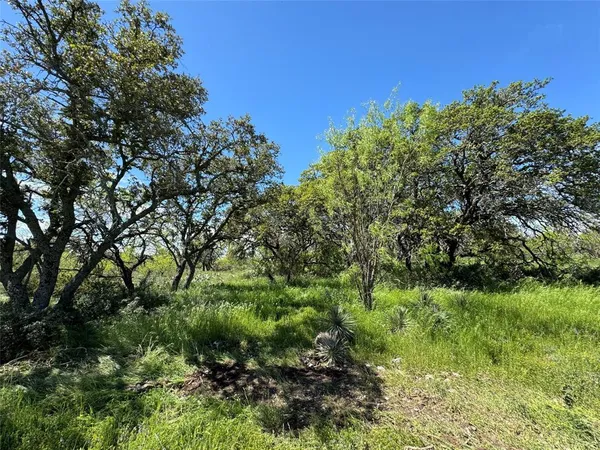 a view of a lush green forest