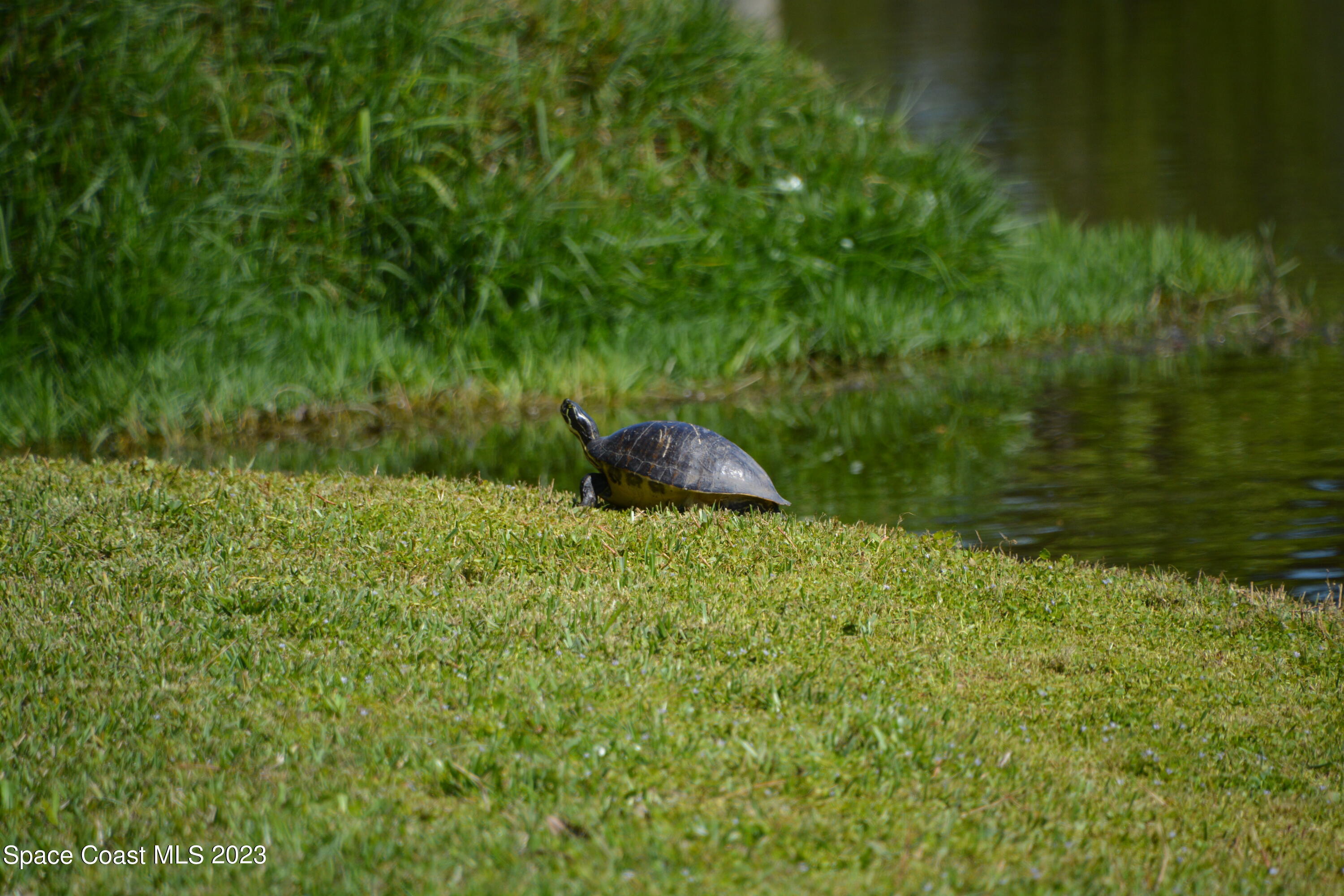1045 Pine Island Road Merritt Island, FL 32953 - Photo 29 of 42 a backyard of a house with lots of green space