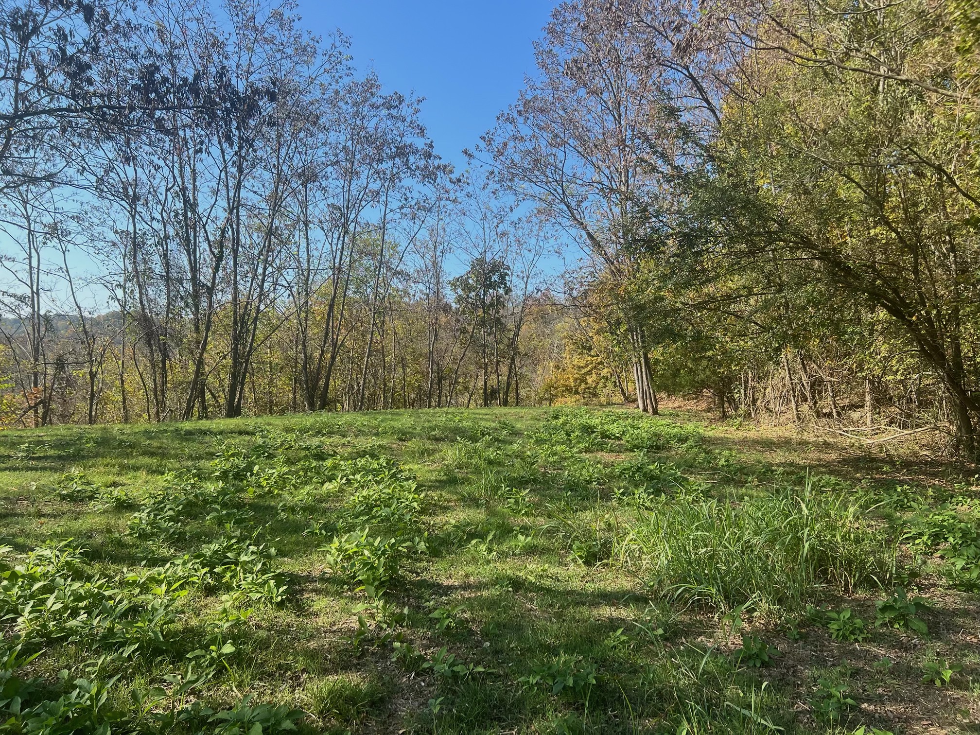 106 Harbor Pointe Drive Silver Point, TN 38582 - Photo 13 of 14 a view of outdoor space and yard