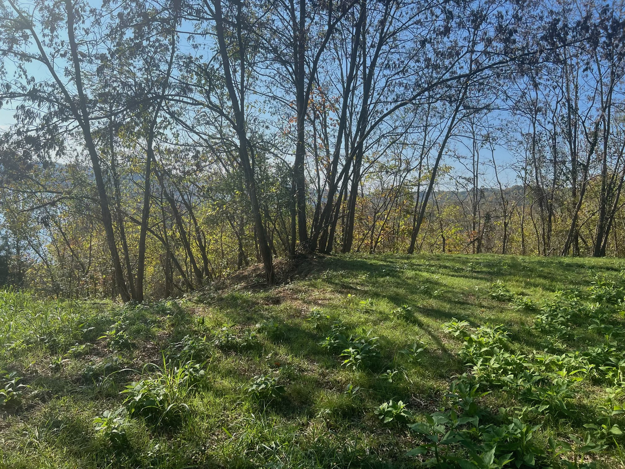 106 Harbor Pointe Drive Silver Point, TN 38582 - Photo 14 of 14 a view of outdoor space with trees all around