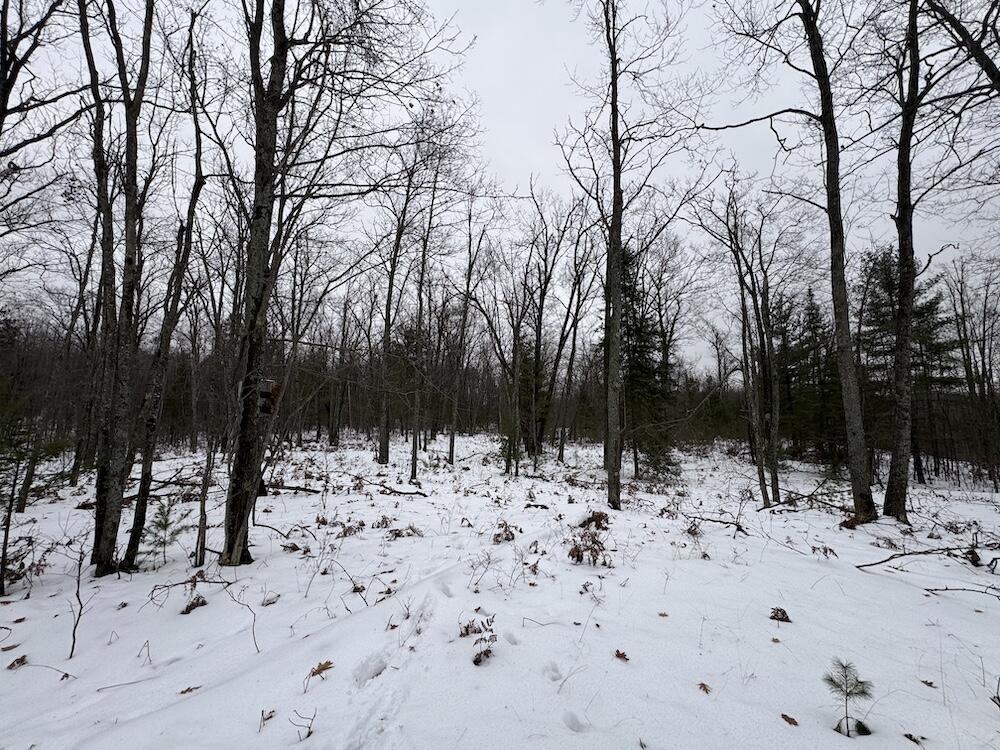 12871 Highway 33 Atlanta, MI 49709 - Photo 17 of 46 IMG_8243