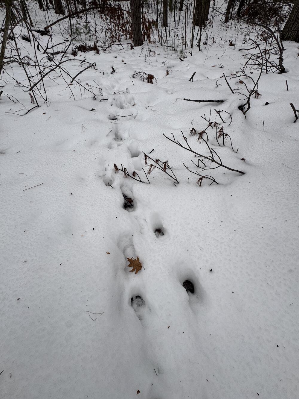 12871 Highway 33 Atlanta, MI 49709 - Photo 21 of 46 IMG_8250