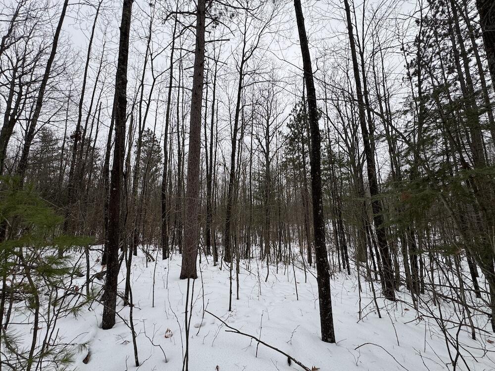 12871 Highway 33 Atlanta, MI 49709 - Photo 25 of 46 IMG_8254