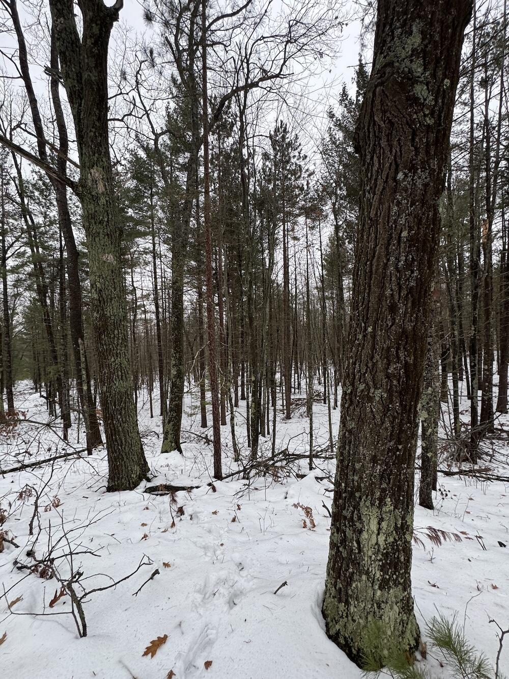 12871 Highway 33 Atlanta, MI 49709 - Photo 28 of 46 IMG_8257