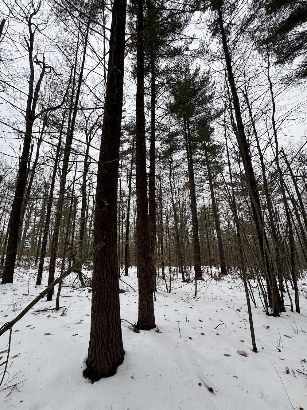 12871 Highway 33 Atlanta, MI 49709 - Photo 36 of 46 IMG_8265