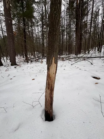 $149,900 | 12871 Highway 33, Atlanta, MI 49709