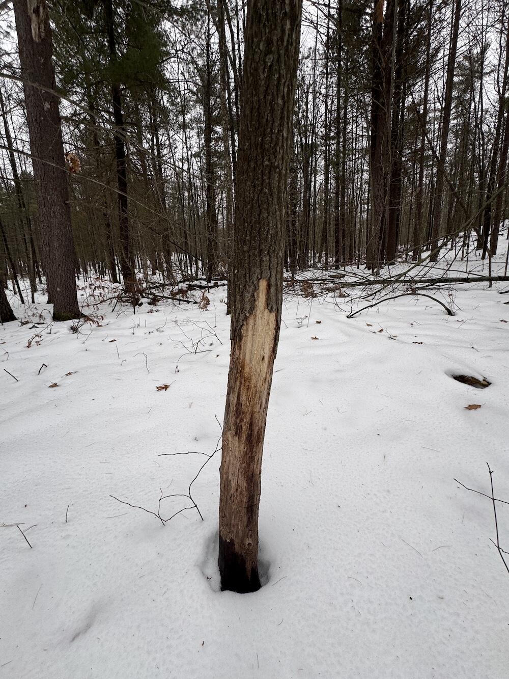 12871 Highway 33 Atlanta, MI 49709 - Photo 38 of 46 IMG_8267