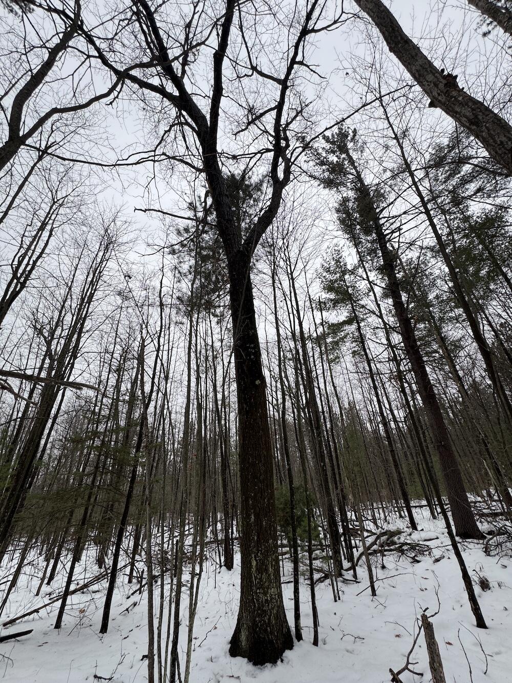 12871 Highway 33 Atlanta, MI 49709 - Photo 39 of 46 IMG_8268