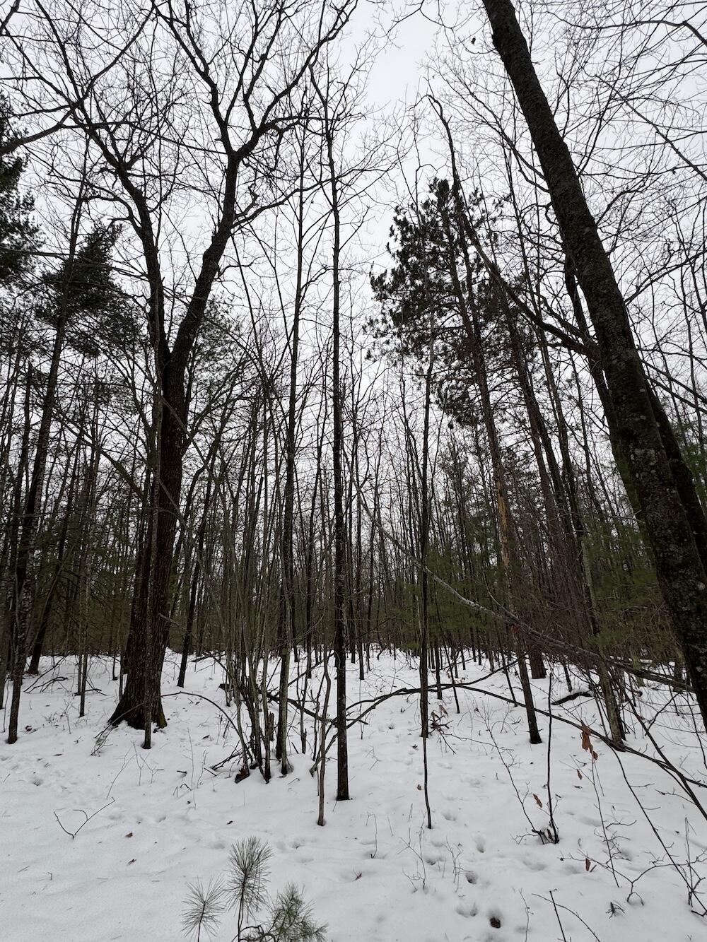 12871 Highway 33 Atlanta, MI 49709 - Photo 40 of 46 IMG_8269