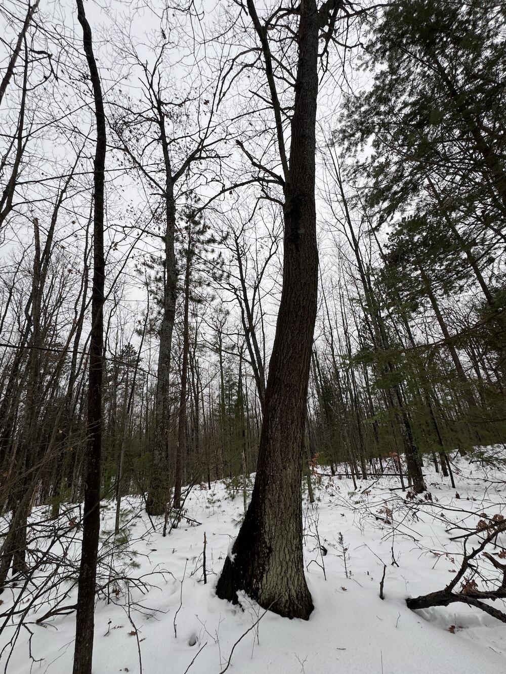 12871 Highway 33 Atlanta, MI 49709 - Photo 43 of 46 IMG_8272