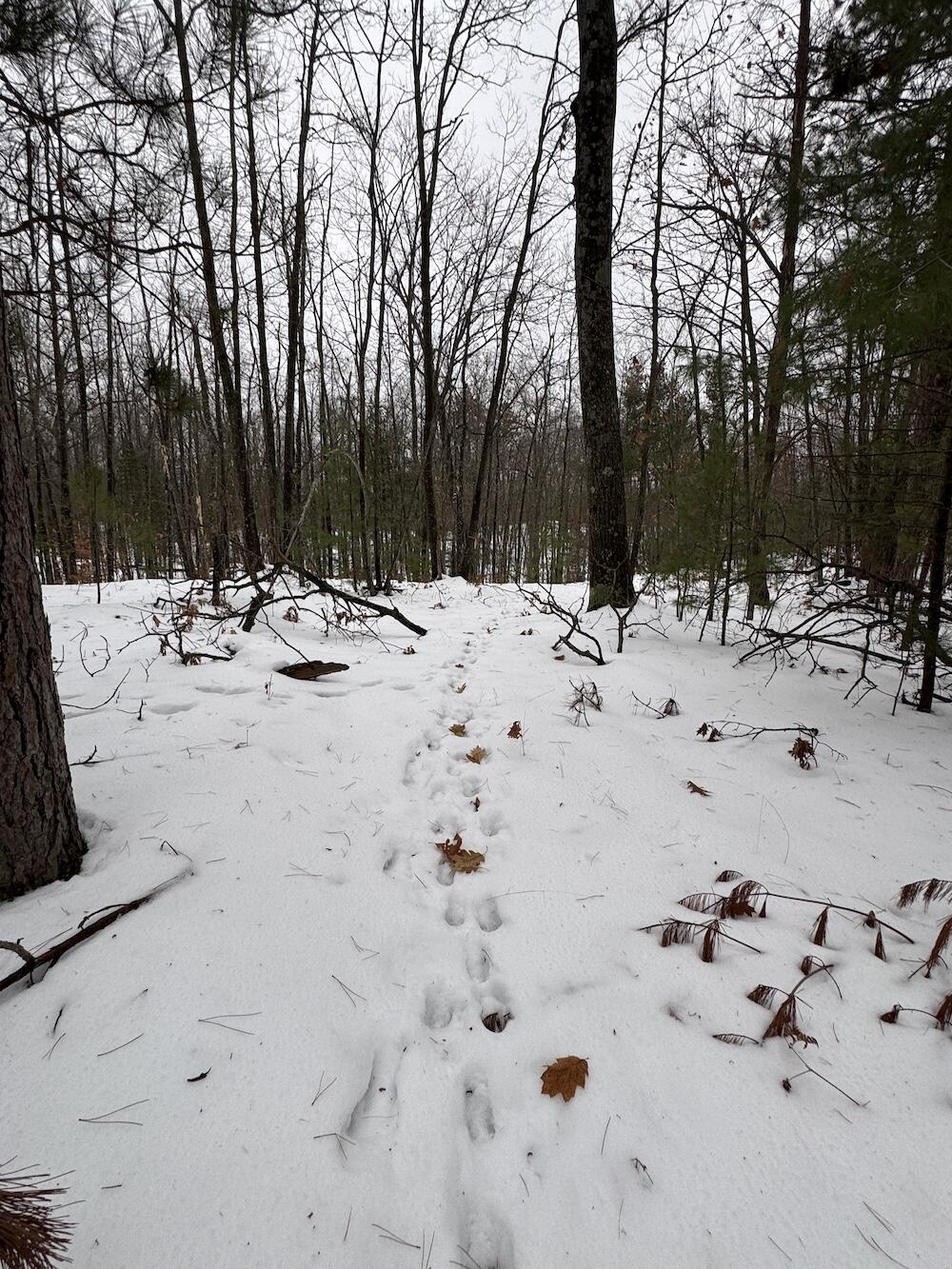 12871 Highway 33 Atlanta, MI 49709 - Photo 44 of 46 IMG_8275