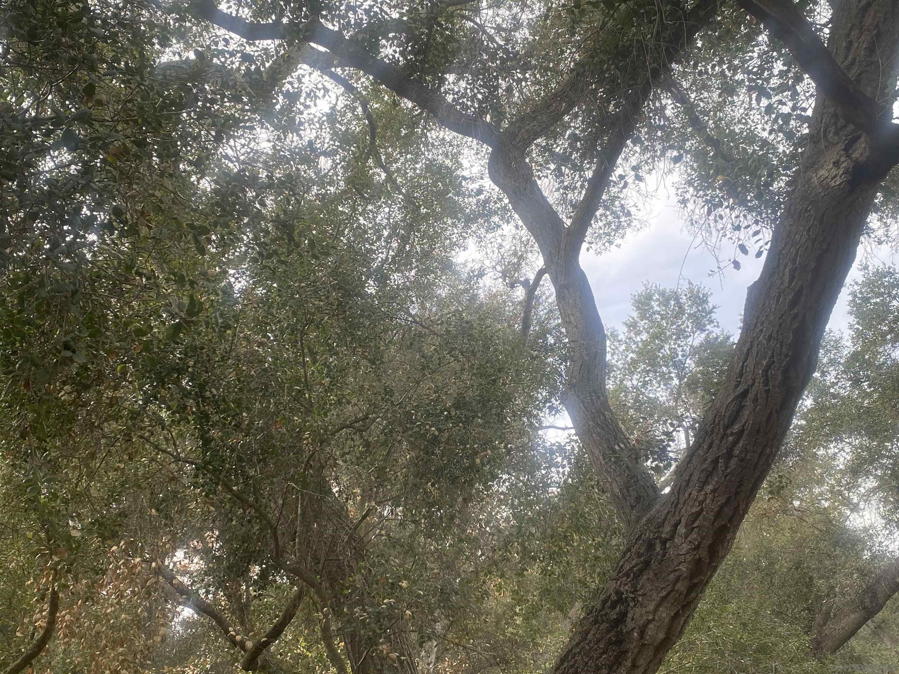 9 Lilac Road Valley Center, CA 92082 - Photo 16 of 27 a view of tree