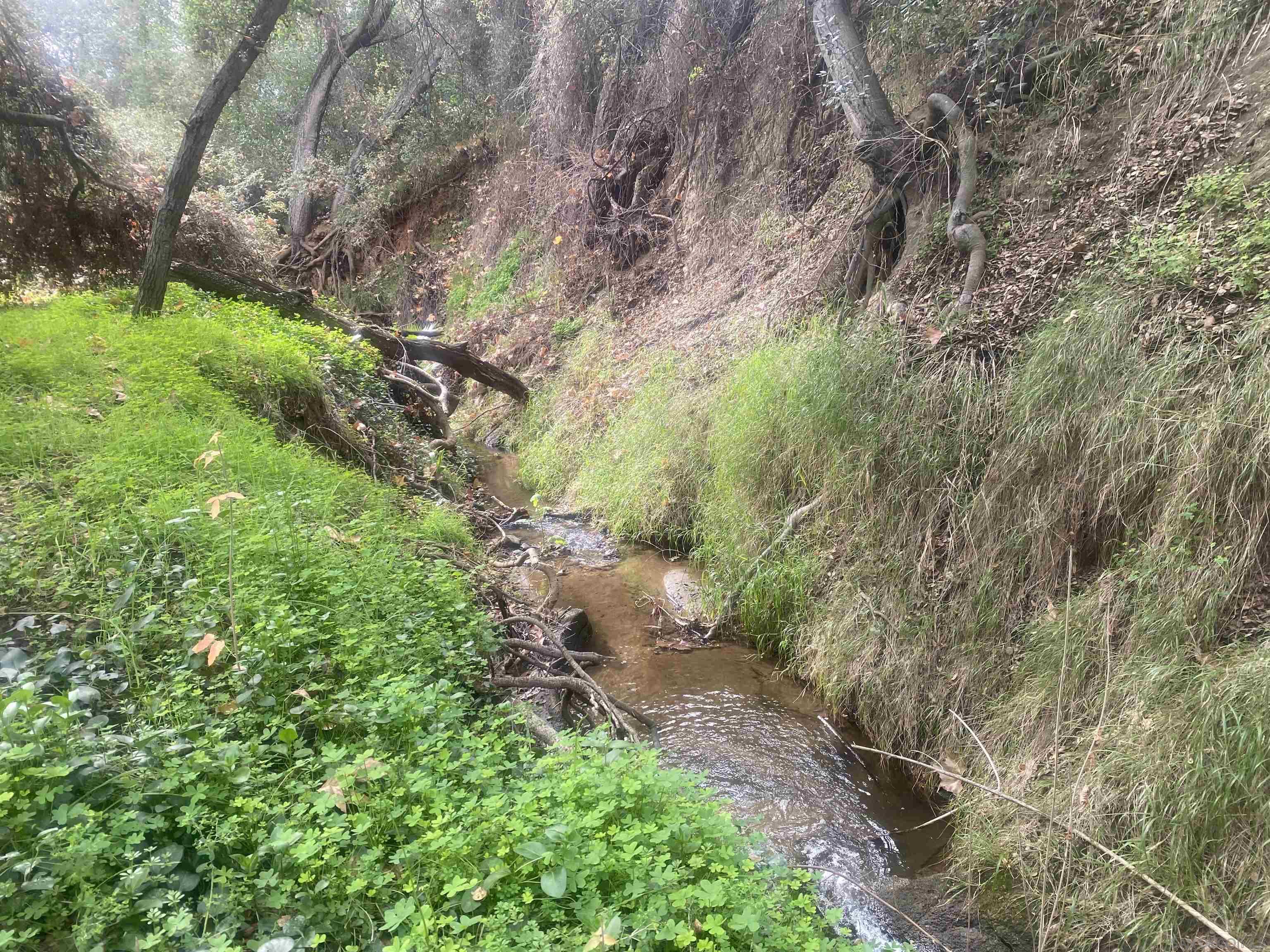9 Lilac Road Valley Center, CA 92082 - Photo 5 of 27 a backyard of a house with lots of green space