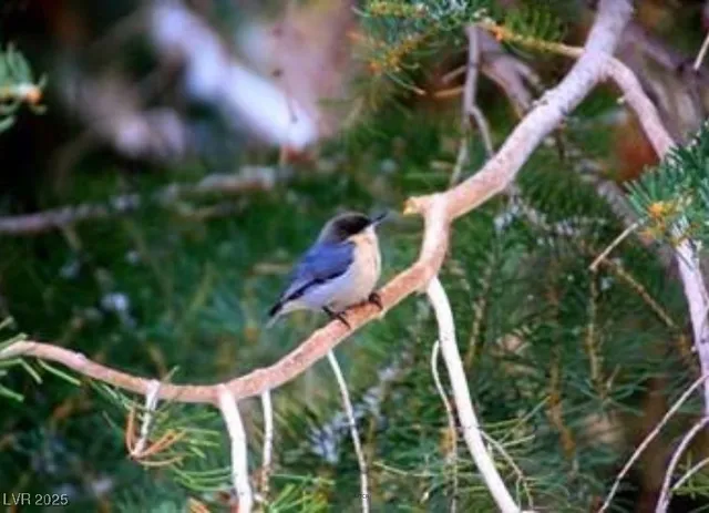 $780,000 | 4830 Silver Tip Trail, Mount Charleston, NV 89124