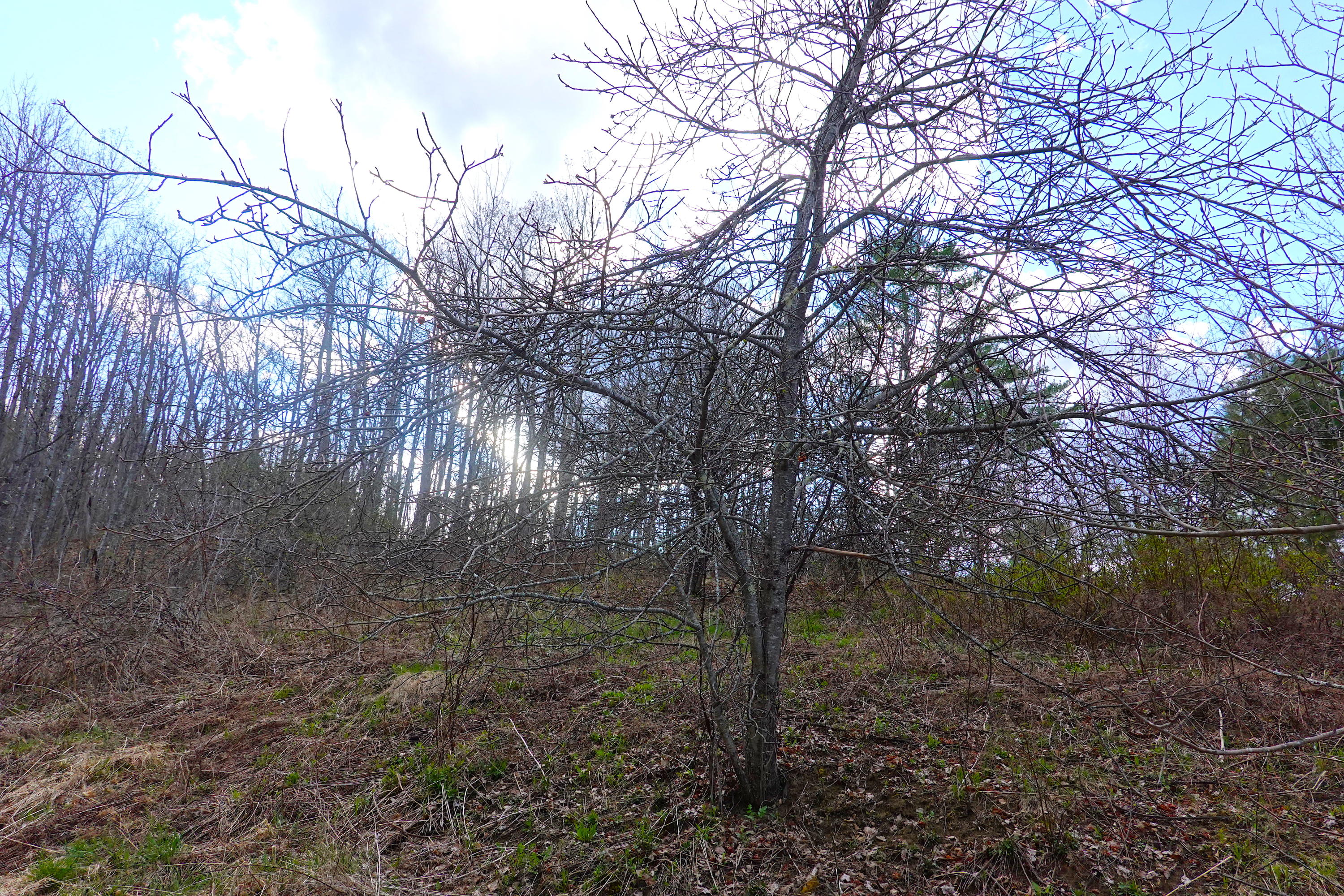 50 Loggin Road Frankfort, ME 04438 - Photo 16 of 26 DSC02069