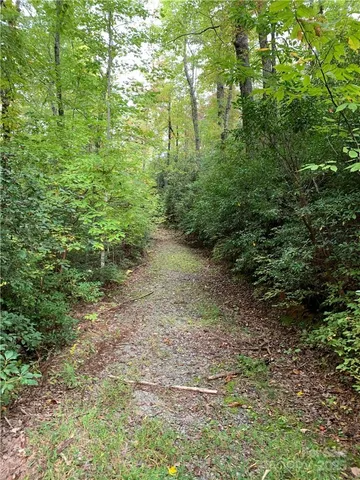 a view of a forest with lots of trees