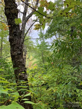 a view of forest