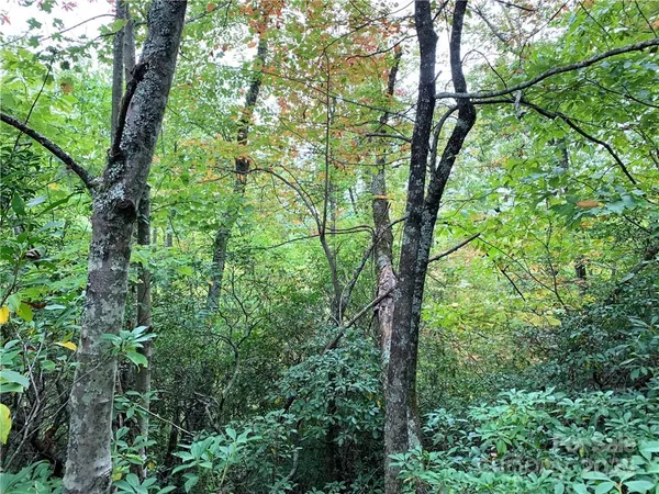 a view of a lush green forest