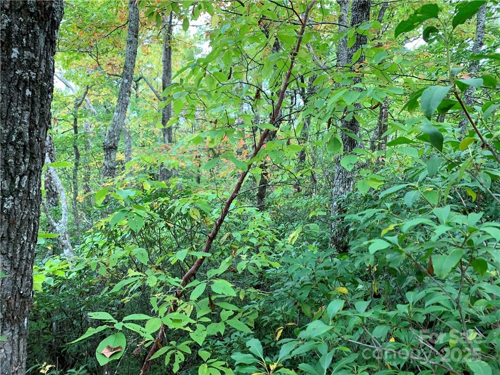 0 Eastatoe Gap Road Rosman, NC 28772 - Photo 6 of 11 a view of a lush green forest