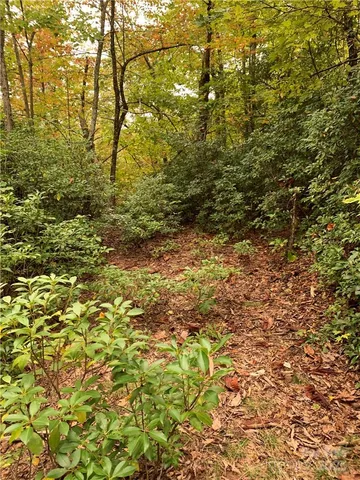 a view of a lush green forest