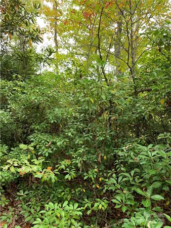 a backyard of a house with lots of plants and trees