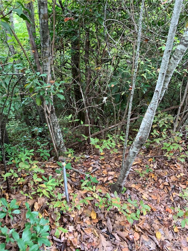 0 Eastatoe Gap Road Rosman, NC 28772 - Photo 9 of 11 a backyard of a house with lots of plants and trees
