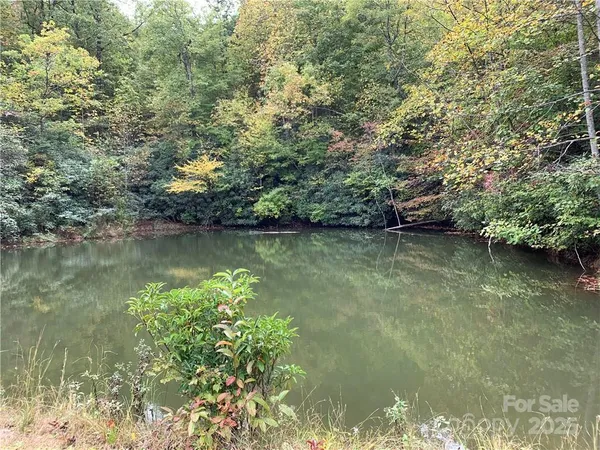 a view of a forest with trees in the background