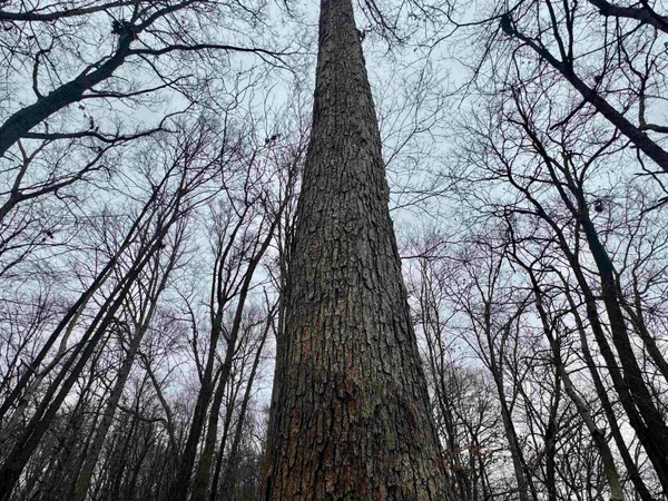 $164,900 | 66 Off Sr, Grandview, IN 47615