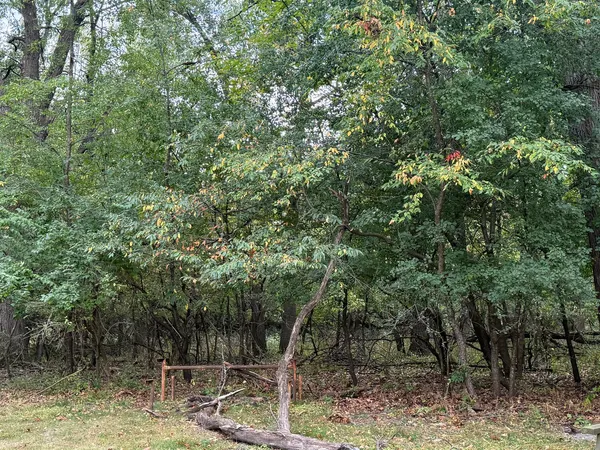 a view of a forest with a tree