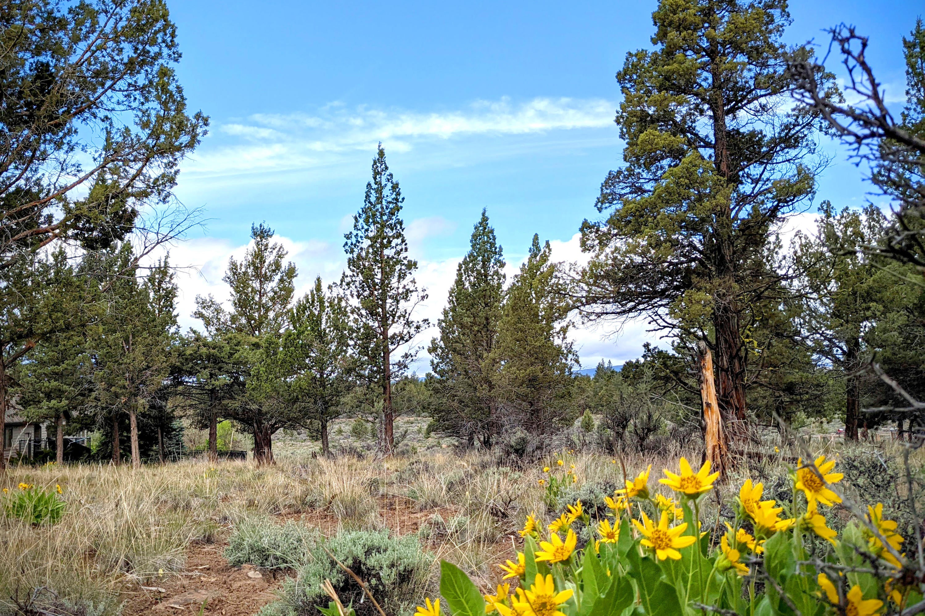 Wildflowers