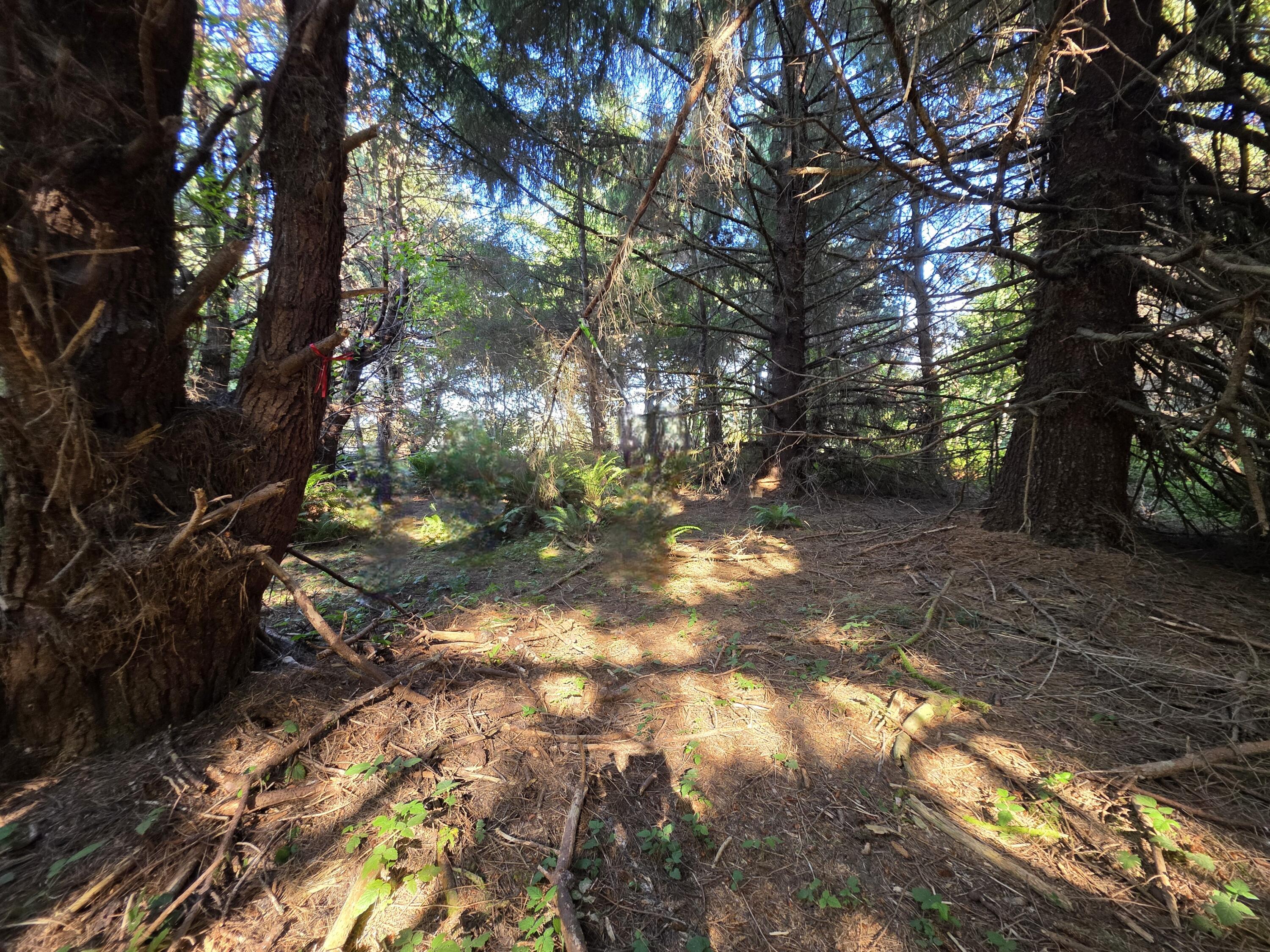 3848 Dows Prairie Road McKinleyville, CA 95519 - Photo 4 of 10