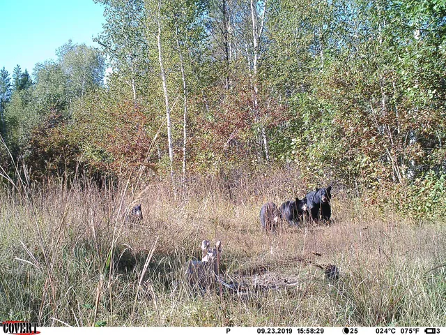 $469,900 | 24051 324th Street, Sebeka, MN 56477