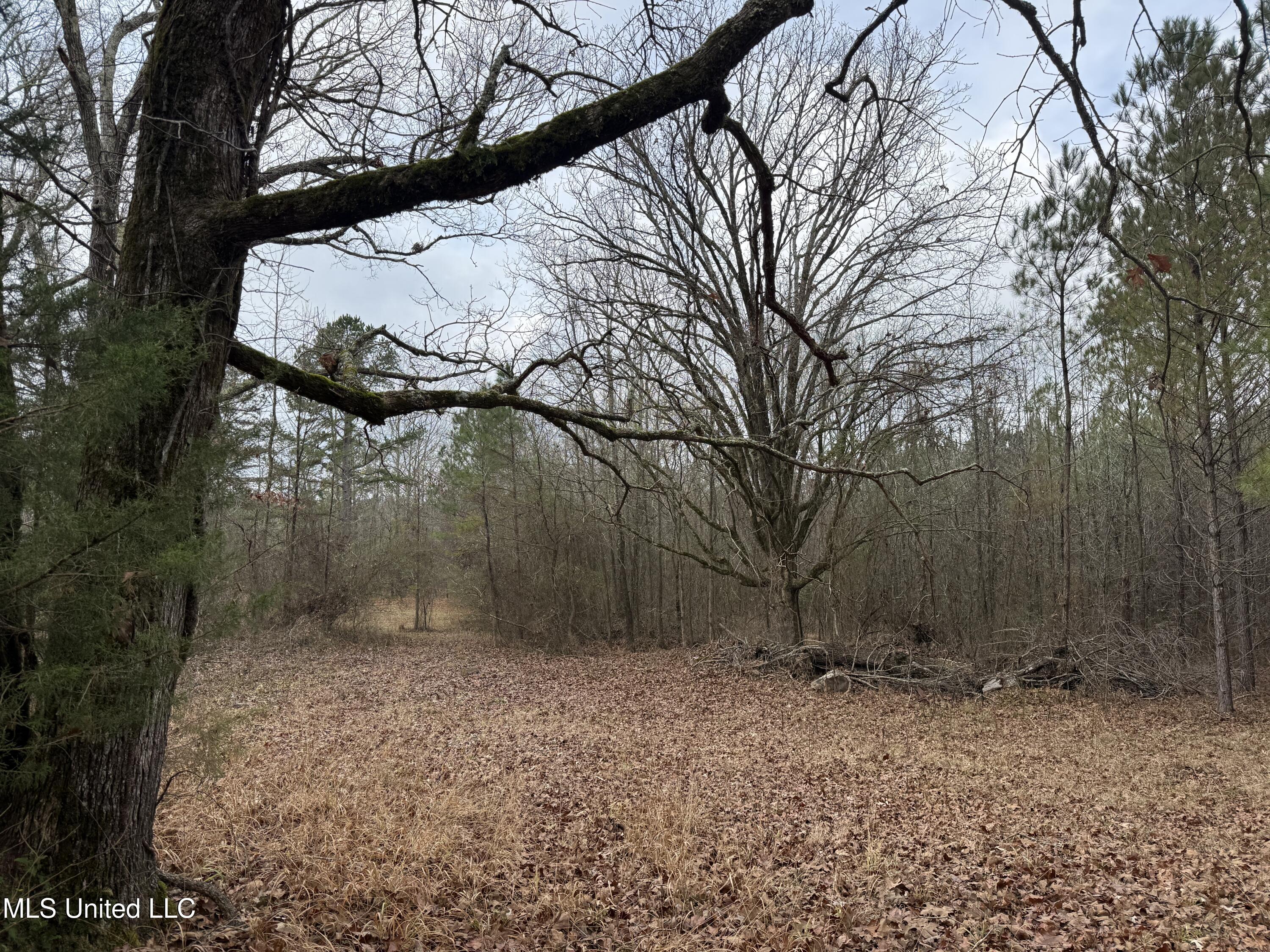 602 Ship Island Road Duck Hill, MS 38925 - Photo 2 of 26 IMG_1480