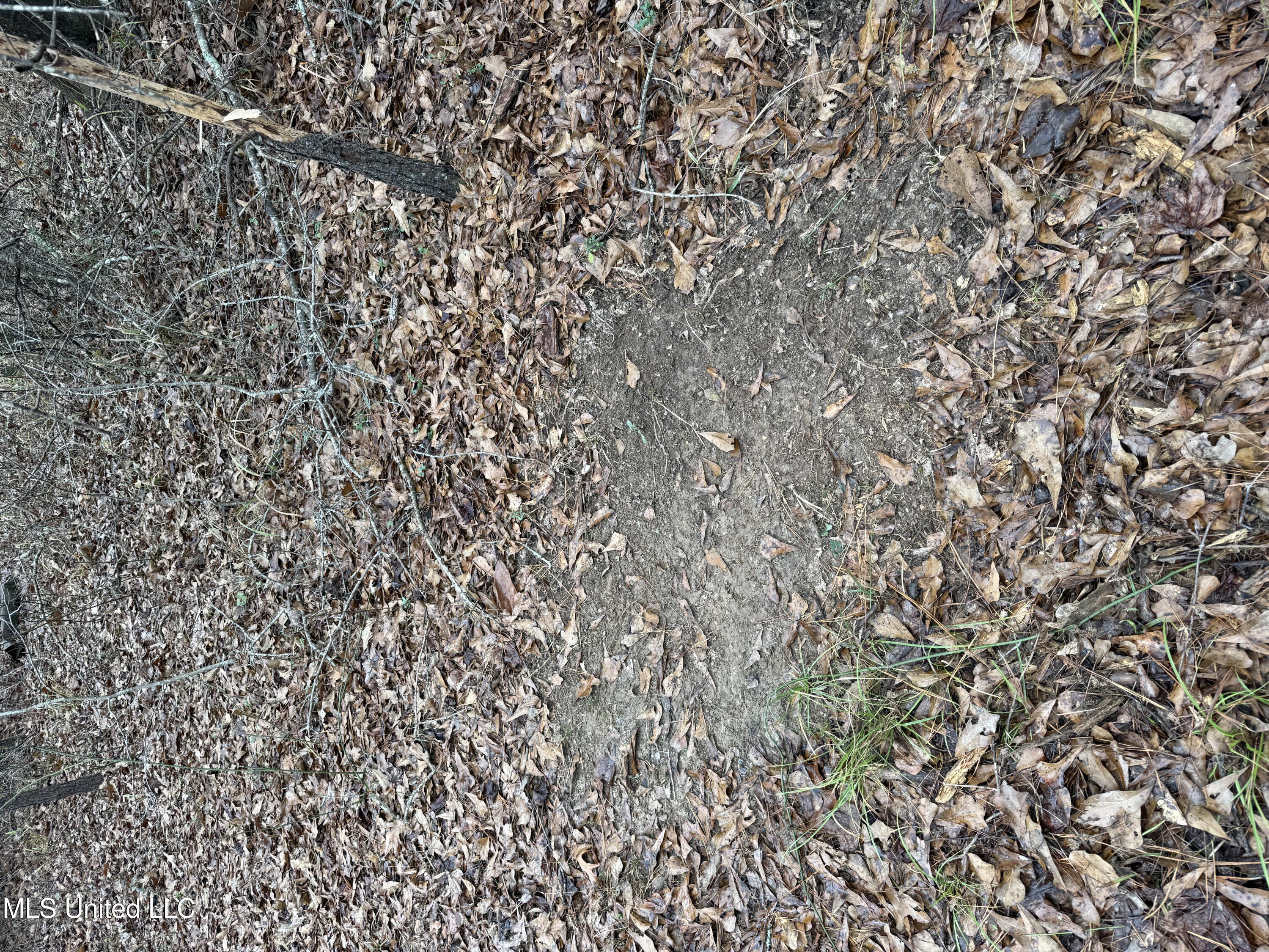 602 Ship Island Road Duck Hill, MS 38925 - Photo 3 of 26 IMG_1481