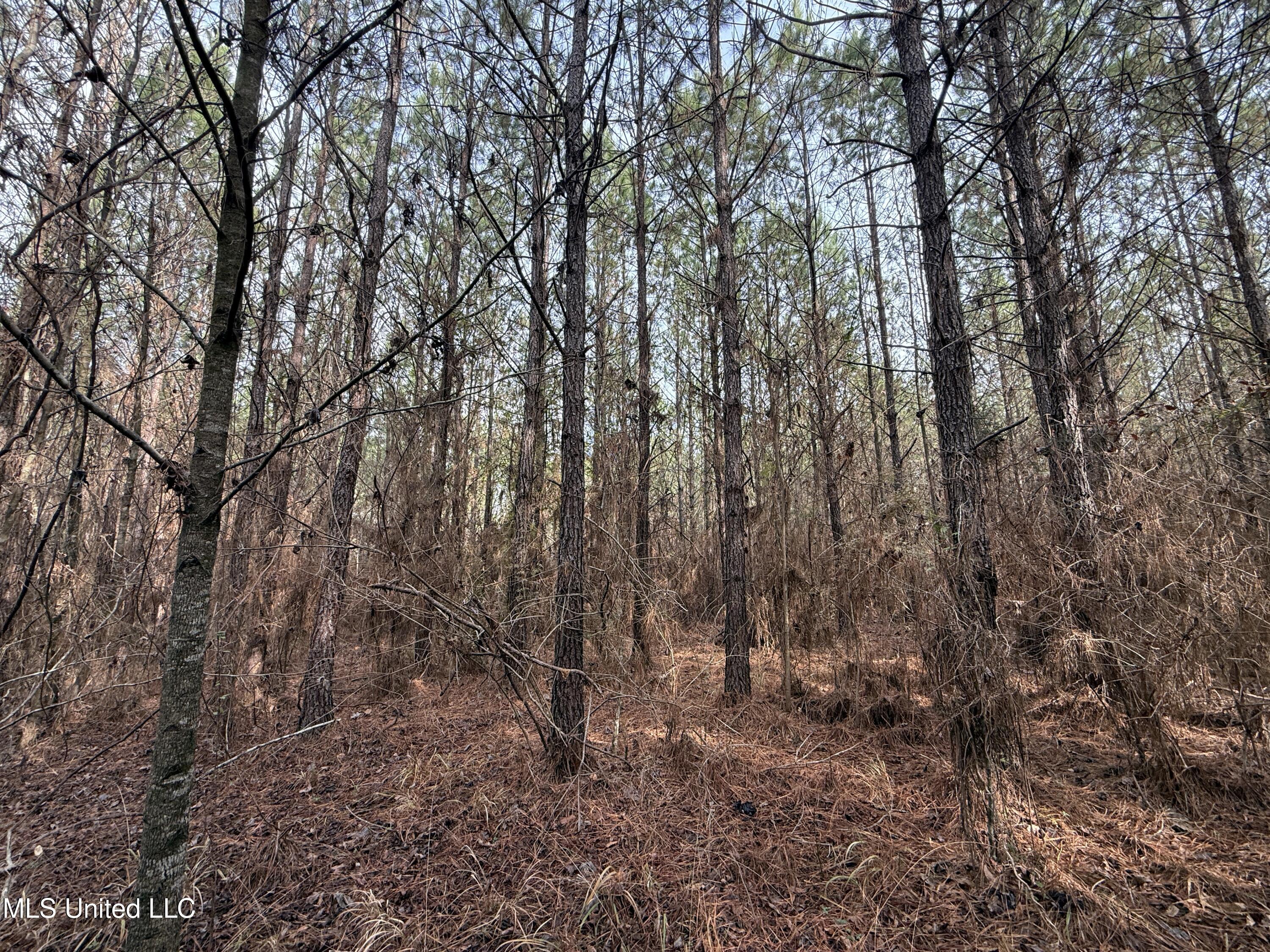 602 Ship Island Road Duck Hill, MS 38925 - Photo 6 of 26 IMG_1484