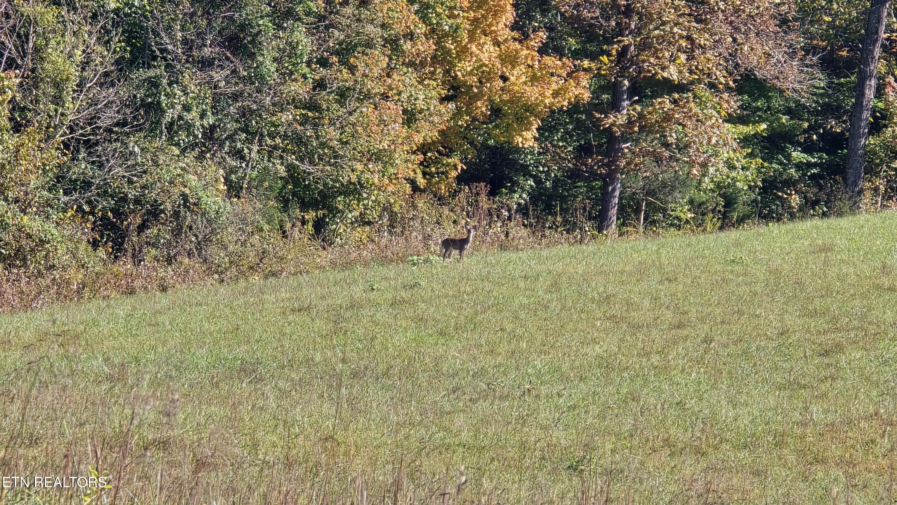 715 Wheeler Road Ewing, VA 24248 - Photo 35 of 46 g