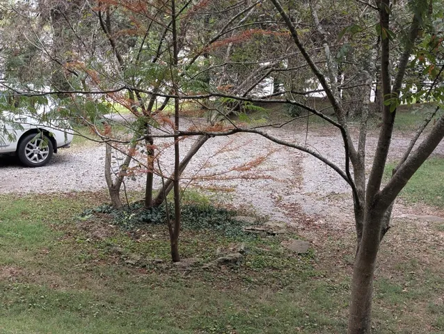 a close up of a plant in a garden