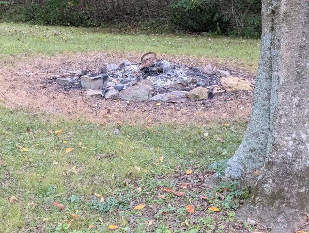 a view of a lush green forest