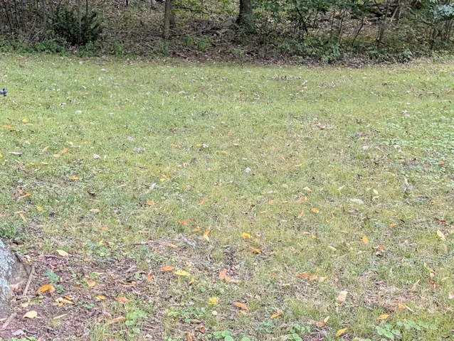 a view of a yard with plants and trees