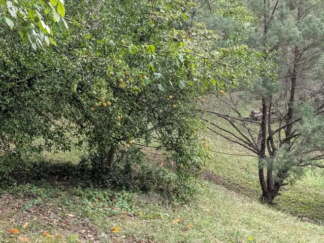 a view of a field with trees in the background