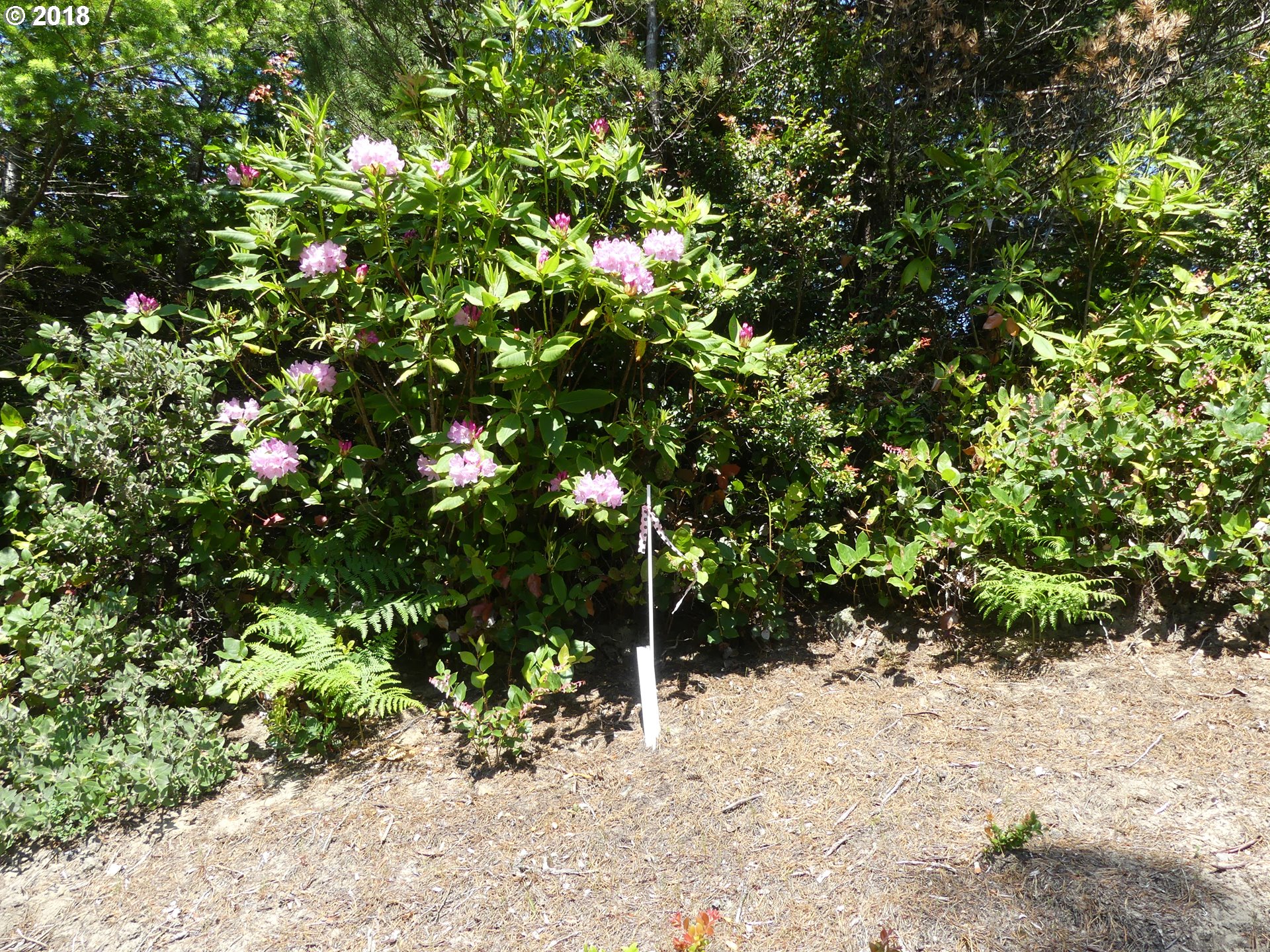 Heceta Beach Road, Unit 603 Florence, OR 97439 - Photo 5 of 10 Gallery Image 5