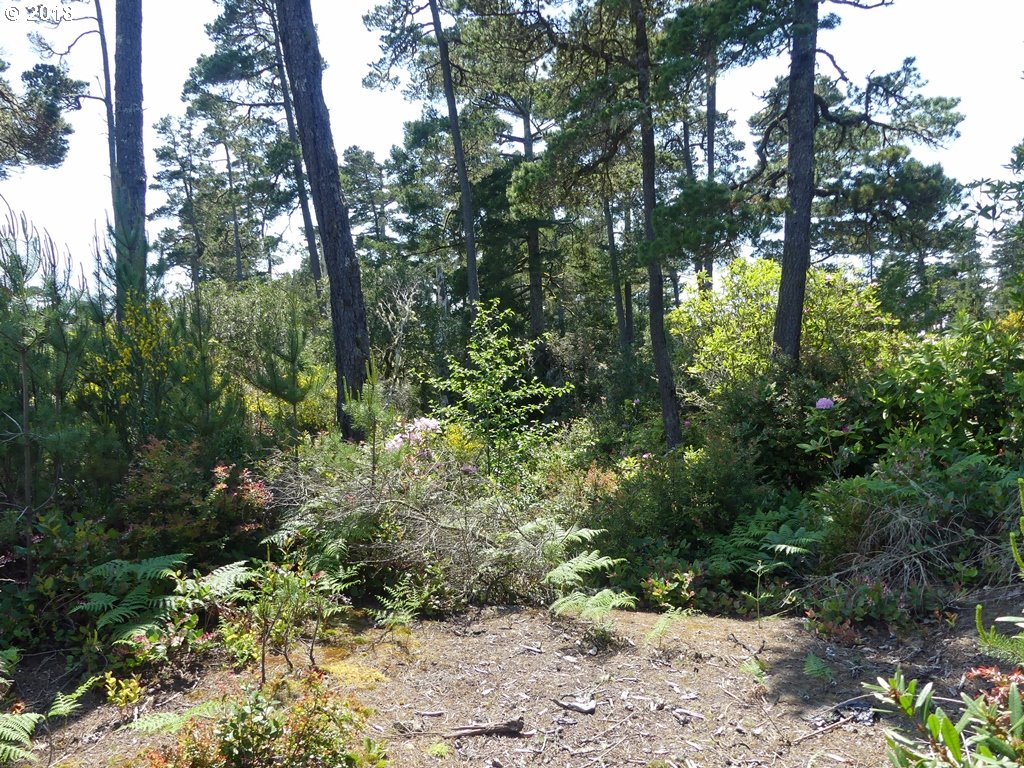Heceta Beach Road, Unit 603 Florence, OR 97439 - Photo 10 of 10 Gallery Image 10