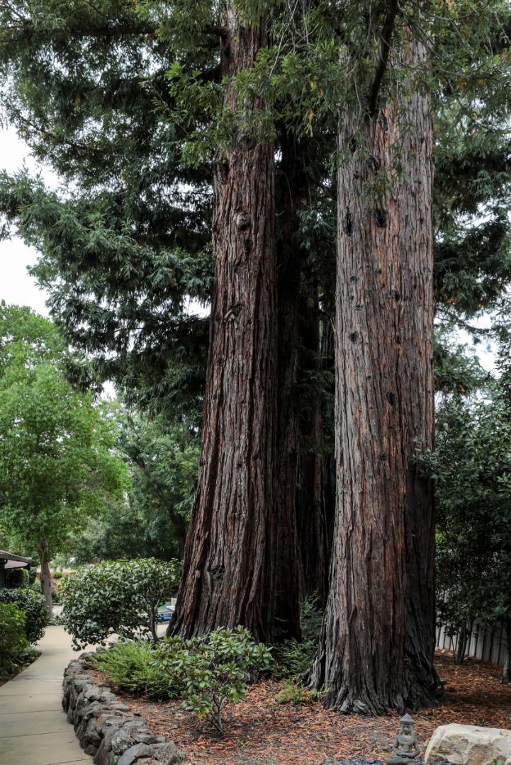 460 Cervantes Road Portola Valley, CA 94028 - Photo 39 of 45 a view of a outdoor space