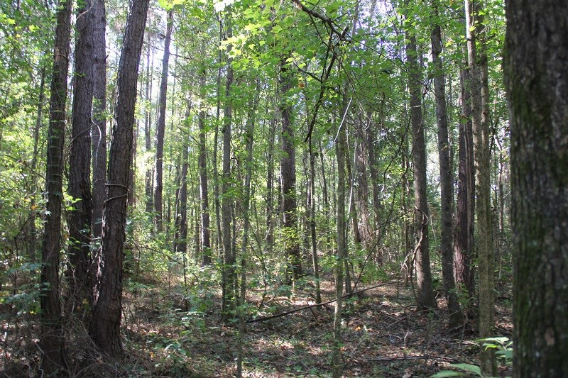 0 Cordova Road Southwest Orangeburg, SC 29115 - Photo 3 of 7 Photo 3
