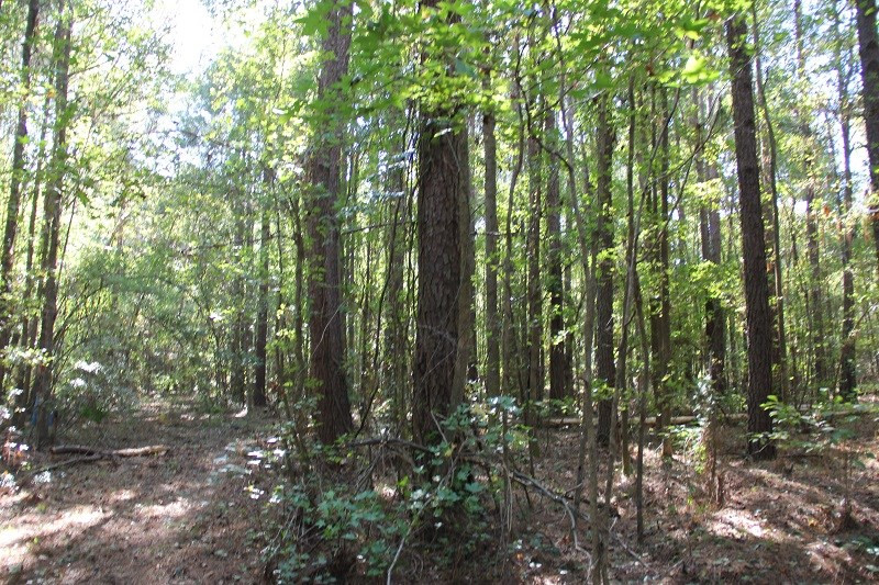 0 Cordova Road Southwest Orangeburg, SC 29115 - Photo 4 of 7 Photo 4