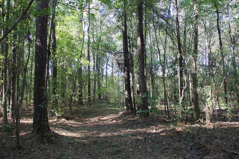 0 Cordova Road Southwest Orangeburg, SC 29115 - Photo 5 of 7 Photo 5