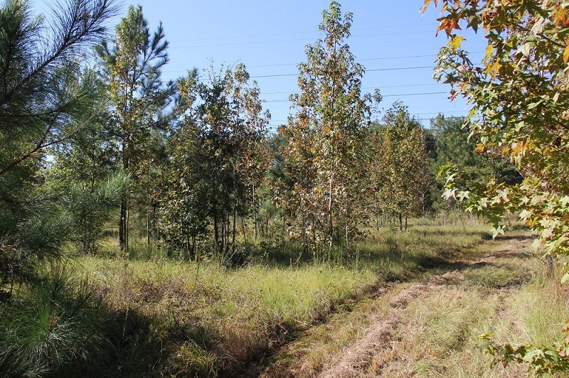 0 Cordova Road Southwest Orangeburg, SC 29115 - Photo 6 of 7 Photo 6