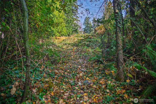 a view of a lush green forest